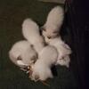 Siamese kittens