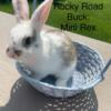 Supper Friendly Mini Rex Rabbits