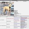 American Pitbull terrier