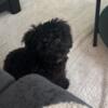 Male Puppy - Toy Poodle for Sale