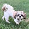 AKC SHIH TZU *Gold and White (For Stud)
