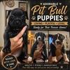 Pitbull/Boxer mix puppies