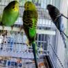 Parakeets/Budgies - $25.00 Each