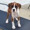 AKC BOXER PUPPIES