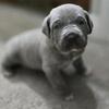 AKC Registered Cane Corso Pups