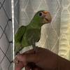 Baby male white front Amazon parrot