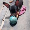 Miniature pinscher Happy go lucky