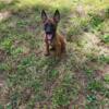 1/2 Belgian Maliniis - 1/2 Dutch Shepherd