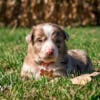 Red Merle Border Aussie Mix Male