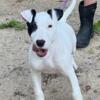 5 month Bull Terrier x American Bulldog male