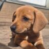 Dachshund puppy for sale