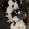 Pitbull Puppies Rehoming