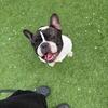 Female French Bulldog (spayed)