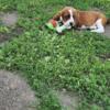 Basset Hound Puppies in Upper Michigan