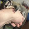 Baby female sugar glider 