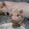 Kune kune piglets non registered 3 boars