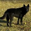 AKC Male German Shepherd Puppy