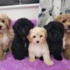Maltipoo Puppes for sale  