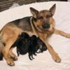 4 Male, Working Line German Shepherd Puppies Available
