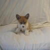 Up for adoption
