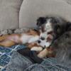 Toy Australian Shepherd