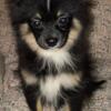 *POMSKY* blk and white male pup