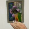 Green Cheek Conures babies