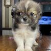 Pom/Shih Tzu