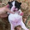 Oscar - Black and white pied male- KY BlueGrass Frenchies Kentucky French Bulldog