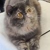 Beautiful Retired Exotic Shorthair Female - *Now Adopted*