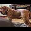 Dogue de bordeaux open for stud