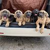 15 week old, Pure bred English Mastiff Puppies.