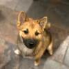 Beautiful and Sweet Shiba Inu Puppy For Sale Pure Bred and ACA certifiable