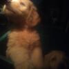 Labradoodle puppies 3 months in need of good home