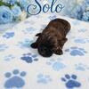Shih tzu boys