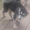 $350 Pomsky puppies available now!