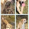 Purebred Louisiana Catahoula Leopard