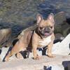 Chocolate producer French bulldog Stud