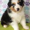 Emmett BTM, NBT, AKC