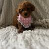 Apricot Toy Poodles London Ky