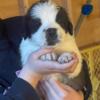 St Bernard Puppies AKC