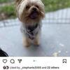 teacup yorkie