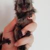 Marmoset Monkey Babies, Licensed Breeder