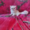 White persian kitty's available