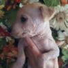 2 Hairless male puppies 