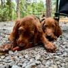 Irish setter puppies AKC registered