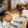 Saint Bernard/ lab mix