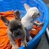 Frenchies 3 months old fluffy carriers