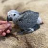 Congo African Grey babies