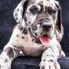 Great dane puppies for sale